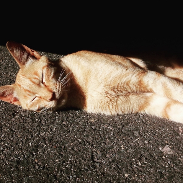 道で寝込む猫