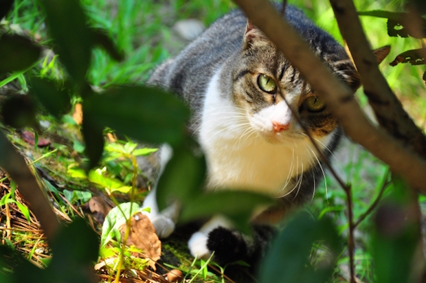 木陰から覗く猫