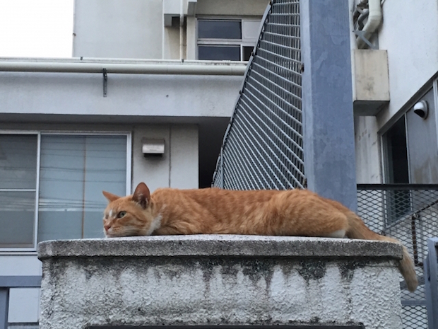 壁の上で昼寝する猫