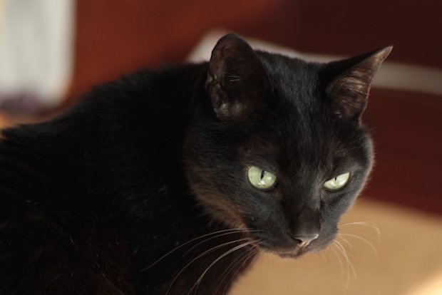 黒猫が振り向く様子