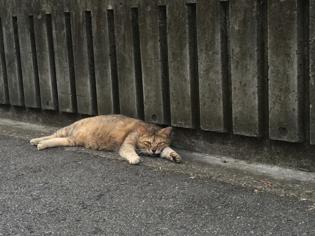 道で倒れこんでいる猫