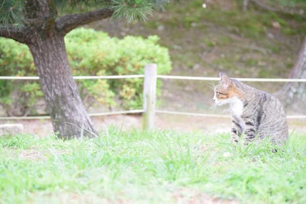 野原で座る猫