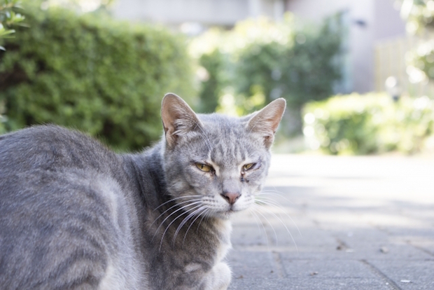 眠そうな野良猫