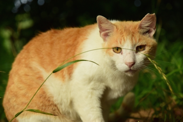 遠くを見つめる野良猫