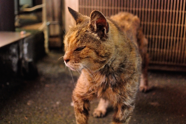 中華街の猫