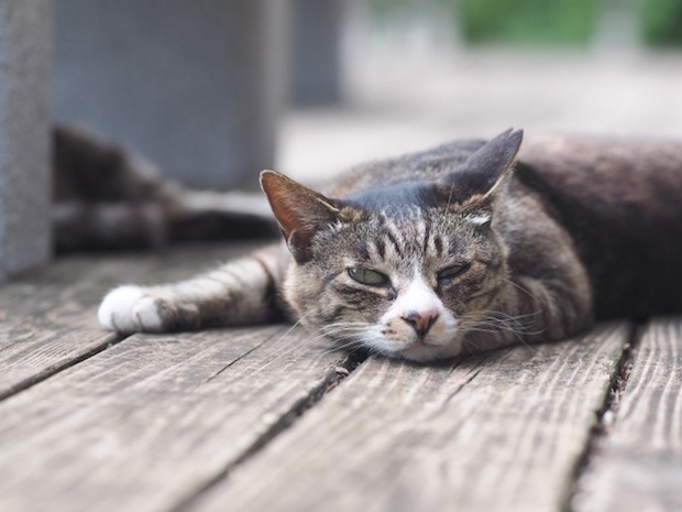 寝っ転がる老猫